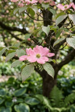 Cornus florida 'Rubra' sur tige 100 cm C18