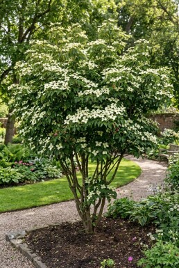 Cornus kousa 'China Girl' arbuste 150-175 cm C110