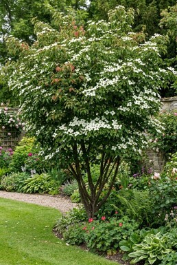 Cornus kousa 'China Girl' arbuste 150-175 cm C110