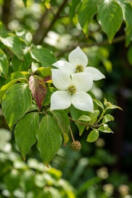 Cornus kousa 'China Girl' arbuste 150-175 cm C110