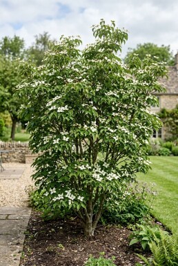 Cornus kousa 'Teutonia' arbuste 175-200 cm C25
