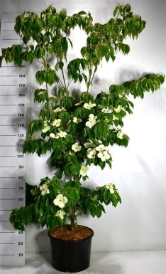 Cornus kousa 'Teutonia' arbuste 175-200 cm C25
