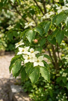Cornus kousa 'Teutonia' arbuste 175-200 cm C25