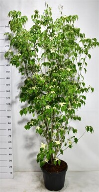 Cornus kousa 'Weiße Fontäne' arbuste 200-225 cm C30