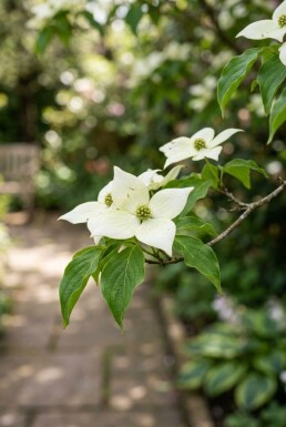 Cornus kousa 'Weiße Fontäne' arbuste 200-225 cm C30