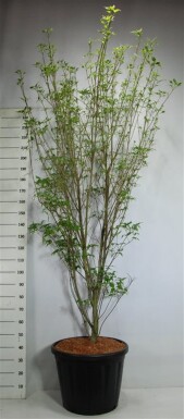 Cornus kousa 'Weiße Fontäne' arbuste 175-200 cm C80
