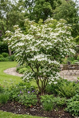 Cornus kousa 'Weiße Fontäne' arbuste 175-200 cm C80