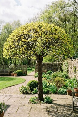 Cornus mas Parasol 100-125 cm C230