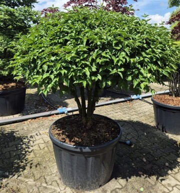 Cornus mas Parasol 100-125 cm C230