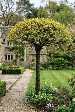 Cornus mas Parasol 100-125 cm C230