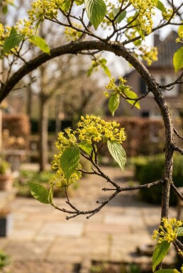 Cornus mas Parasol 100-125 cm C230