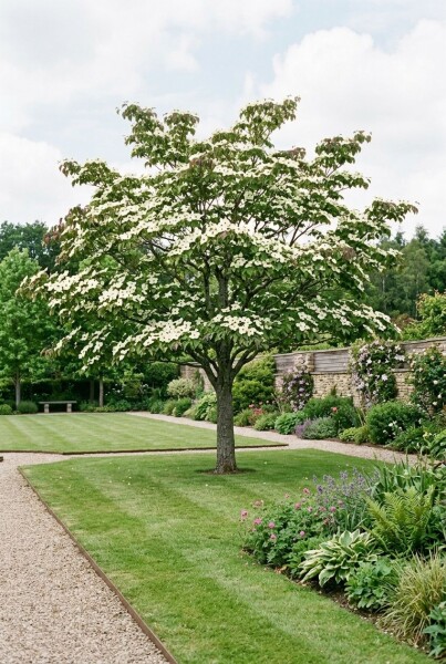 Cornus 'Venus' solitaire 200-250 cm C130