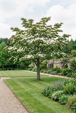 Cornus 'Venus' solitaire 200-250 cm C130