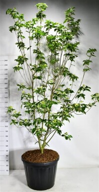 Cornus 'Venus' solitaire 200-250 cm C130