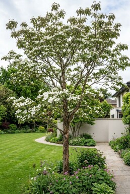Cornus 'Venus' solitaire 200-250 cm C130