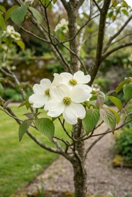 Cornus 'Venus' solitaire 200-250 cm C130