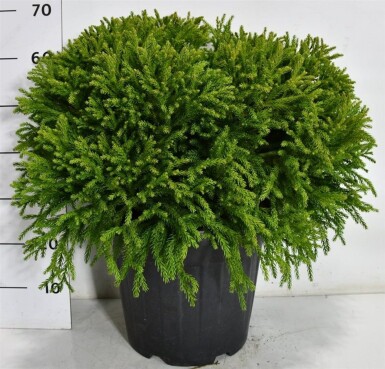 Cryptomeria japonica 'Globosa Nana' Arbuste 50-60 cm C15