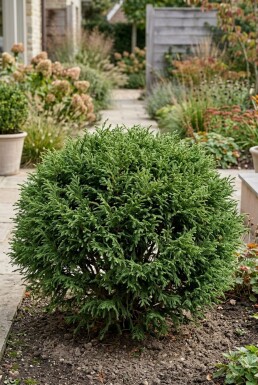 Cryptomeria japonica 'Globosa Nana' Arbuste 50-60 cm C15