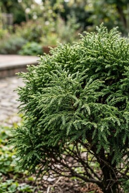 Cryptomeria japonica 'Globosa Nana' Arbuste 50-60 cm C15