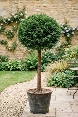 Cryptomeria japonica 'Globosa Nana' sur tige 80 cm C30