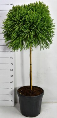 Cryptomeria japonica 'Globosa Nana' sur tige 80 cm C30