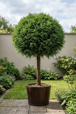 Cryptomeria japonica 'Globosa Nana' sur tige 80 cm C30