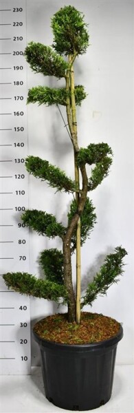 Cuprocyparis leylandii 'Castlewellan Gold' bonsaï 125-150 cm C45