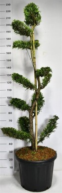 Cuprocyparis leylandii 'Castlewellan Gold' bonsaï 125-150 cm C45