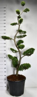 Cuprocyparis leylandii 'Castlewellan Gold' bonsaï 180-200 cm C50