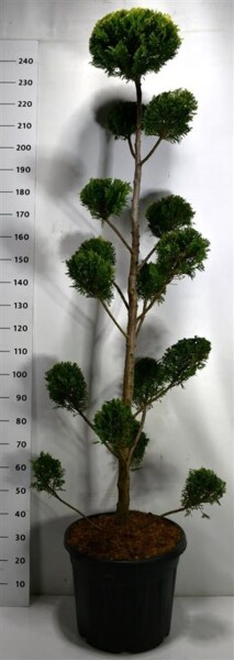 Cuprocyparis leylandii 'Castlewellan Gold' bonsaï 200-225 cm C50