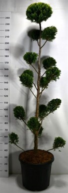 Cuprocyparis leylandii 'Castlewellan Gold' bonsaï 200-225 cm C50