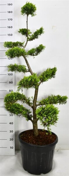 Cuprocyparis leylandii 'Gold Rider' bonsaï 140 cm C30