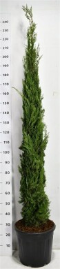 Cupressus sempervirens 'Pyramidalis' arbuste 200-225 cm C30