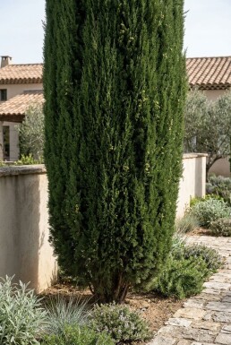 Cupressus sempervirens 'Pyramidalis' arbuste 200-225 cm C30
