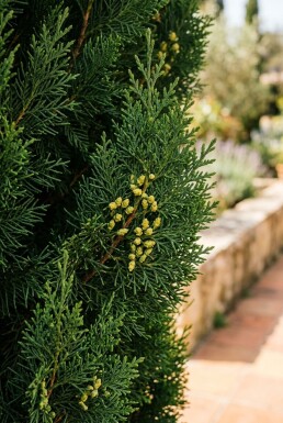 Cupressus sempervirens 'Pyramidalis' arbuste 200-225 cm C30