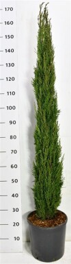 Cupressus sempervirens 'Totem' arbuste 125-150 cm C12
