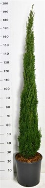 Cupressus sempervirens 'Totem' arbuste 160-180 cm C18