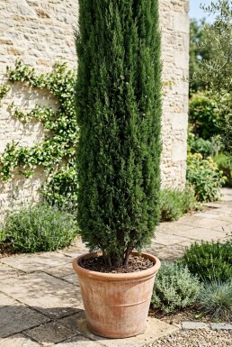 Cupressus sempervirens 'Totem' arbuste 50-60 cm C7.5