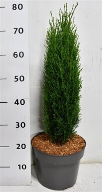 Cupressus sempervirens 'Totem' arbuste 50-60 cm C7.5