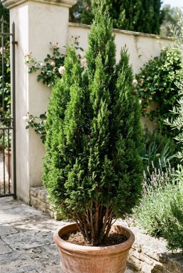Cupressus sempervirens 'Totem' arbuste 50-60 cm C7.5