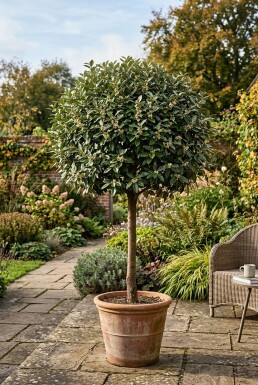 Elaeagnus ebbingei 'Compacta' sur tige 90 cm C15
