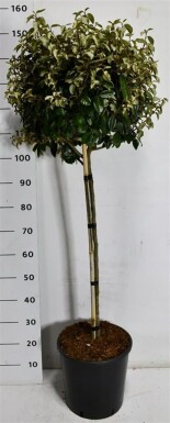 Elaeagnus ebbingei 'Compacta' sur tige 90 cm C15