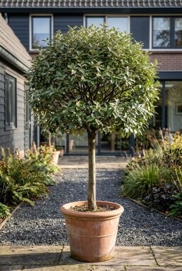 Elaeagnus ebbingei 'Compacta' sur tige 90 cm C15
