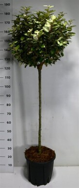 Elaeagnus ebbingei 'Compacta' sur tige 90 cm C18