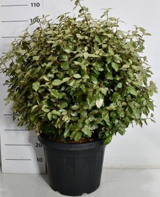 Elaeagnus ebbingei 'Compacta' arbuste 80-90 cm C35