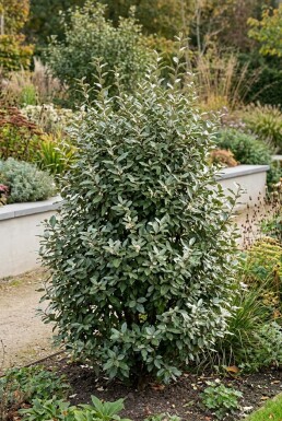 Elaeagnus ebbingei 'Compacta' arbuste 80-90 cm C35