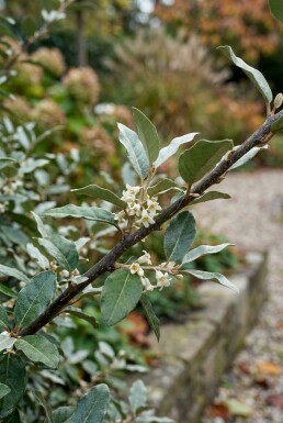 Elaeagnus ebbingei 'Compacta' arbuste 80-90 cm C35