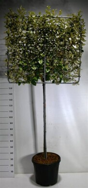 Elaeagnus ebbingei 'Compacta' arbre palissé hauteur de tronc 120 cm treillis 100 x 120 cm C45
