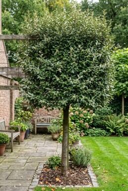 Elaeagnus ebbingei 'Compacta' arbre palissé hauteur de tronc 120 cm treillis 100 x 120 cm C45