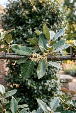 Elaeagnus ebbingei 'Compacta' arbre palissé hauteur de tronc 120 cm treillis 100 x 120 cm C45
